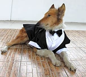Tuxedo Party Suit