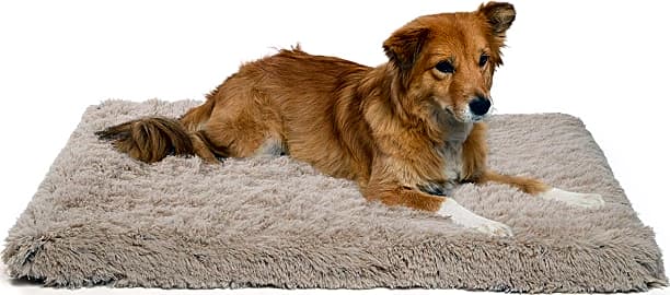 Best Friends Calming Shag