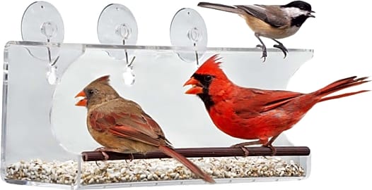 Tranquil Outdoors Window