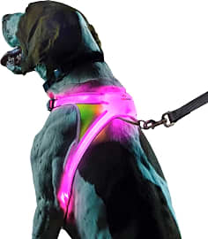 Noxgear Lighthound