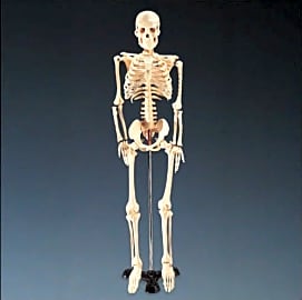 Anatomical Chart Mr. Thrifty