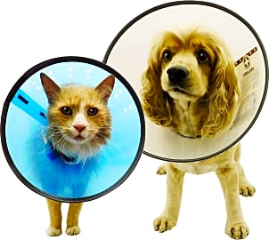 Remedy + Recovery E-Collar