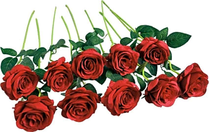 Florralia Long Stem Roses