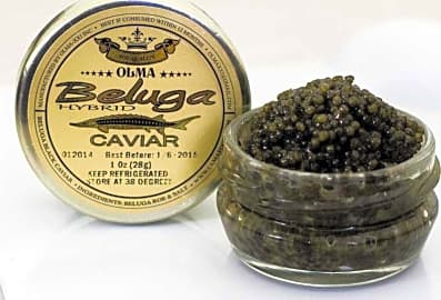 Olma Beluga Sturgeon Hybrid