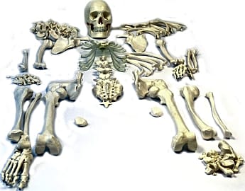 Hbarsci Disarticulated