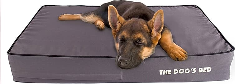 Dog's Balls Orthopedic