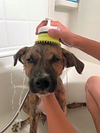 Wondurdog Regular Home Kit