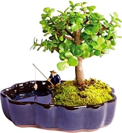 Brussel's Bonsai