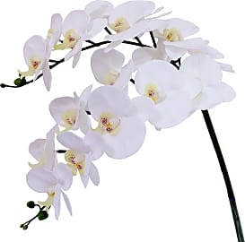 Htmeing Phalaenopsis Orchids
