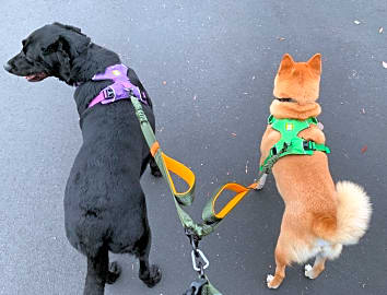 Pet Dreamland Waist Coupler