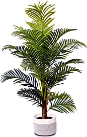 Elipidan Areca
