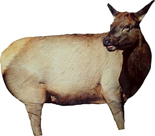 Montana Decoy Cow Elk