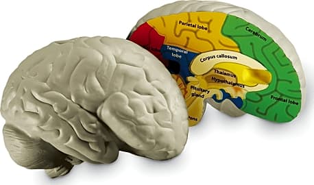 Learning Resources Cross Section