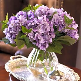 Greentime Purple Hydrangeas