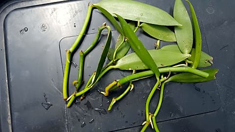 LiveSeeds Planifolia