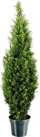 National Tree Company Arborvitae