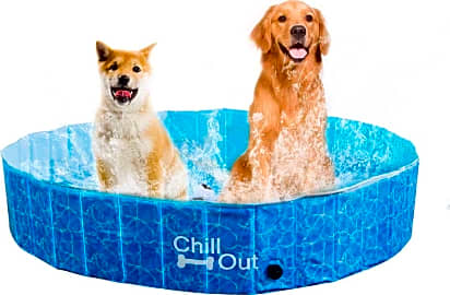 All For Paws Chill Out