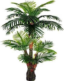 Amerique Tropical Tree