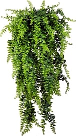 Antspirit Persian Rattan Fern