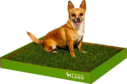 DoggieLawn Real Grass