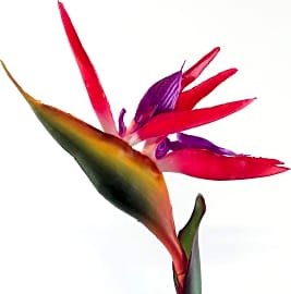 Warmter Bird of Paradise