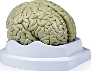 Walter Products Life Size