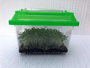 Pocket Pets Roly Poly Terrarium