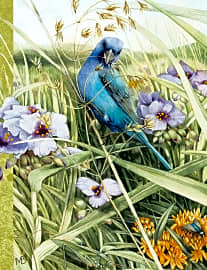 Lang Nature's Journal