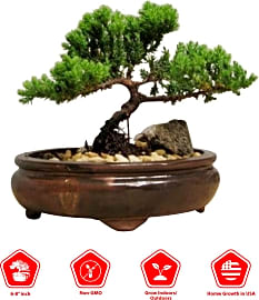 9GreenBox Juniper