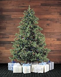 Fraser Hill Farm Foxtail Pine