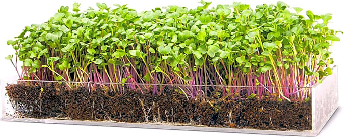 Window Garden Grow 'n Serve