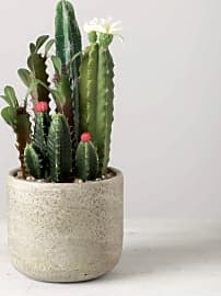 Sullivans Flowering Cactus