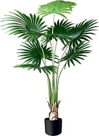 Crosofmi Fan Palm