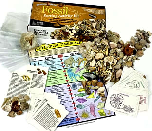 Dancing Bear Fossil Collection