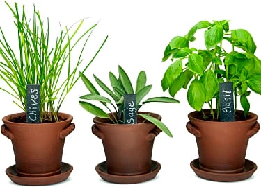 Window Garden Rustic Charm