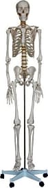 ShopAnatomical Life Size