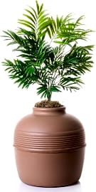 Good Pet Stuff Plant