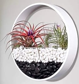 Ecosides Terrarium