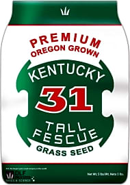 Kentucky 31 Tall Fescue