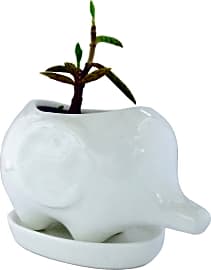 Parva Products Baby Elephant Planter