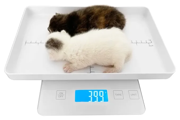 Mindpet-Med Mini