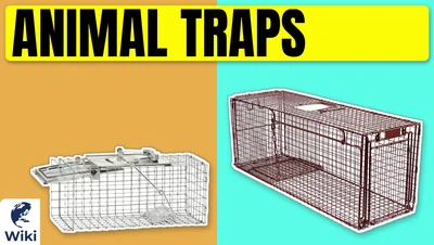 The 8 Best Animal Traps of 2026
