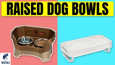 Best Raised Dog Bowls