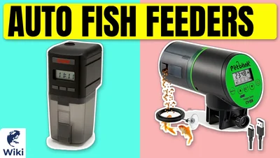 Best Auto Fish Feeders