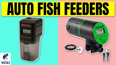 Best Auto Fish Feeders