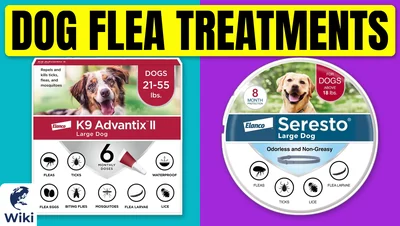 Best Dog Flea Treatments