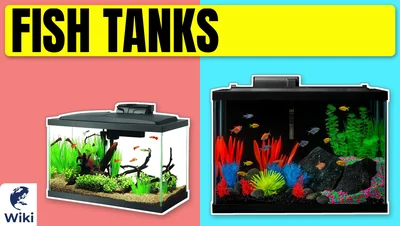 Best Fish Tanks