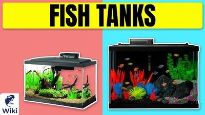 Best Fish Tanks