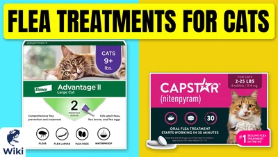Best Flea Treatments for Cats