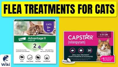 Best Flea Treatments for Cats